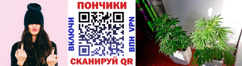 Конопля гибрид Дедовск